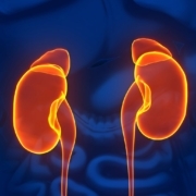 hcv-infected-kidneys-safe-for-transplantation-with-antiviral-treatment